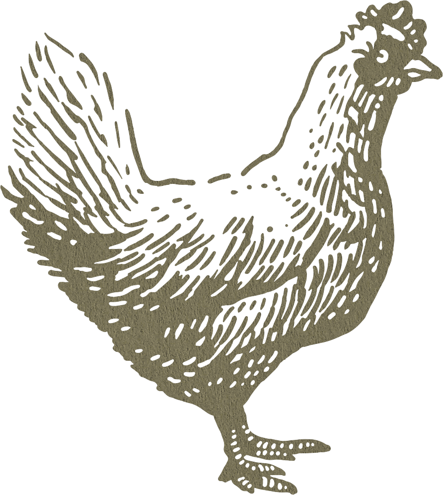 Drawing of a chicken