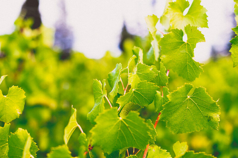 Chardonnay vines