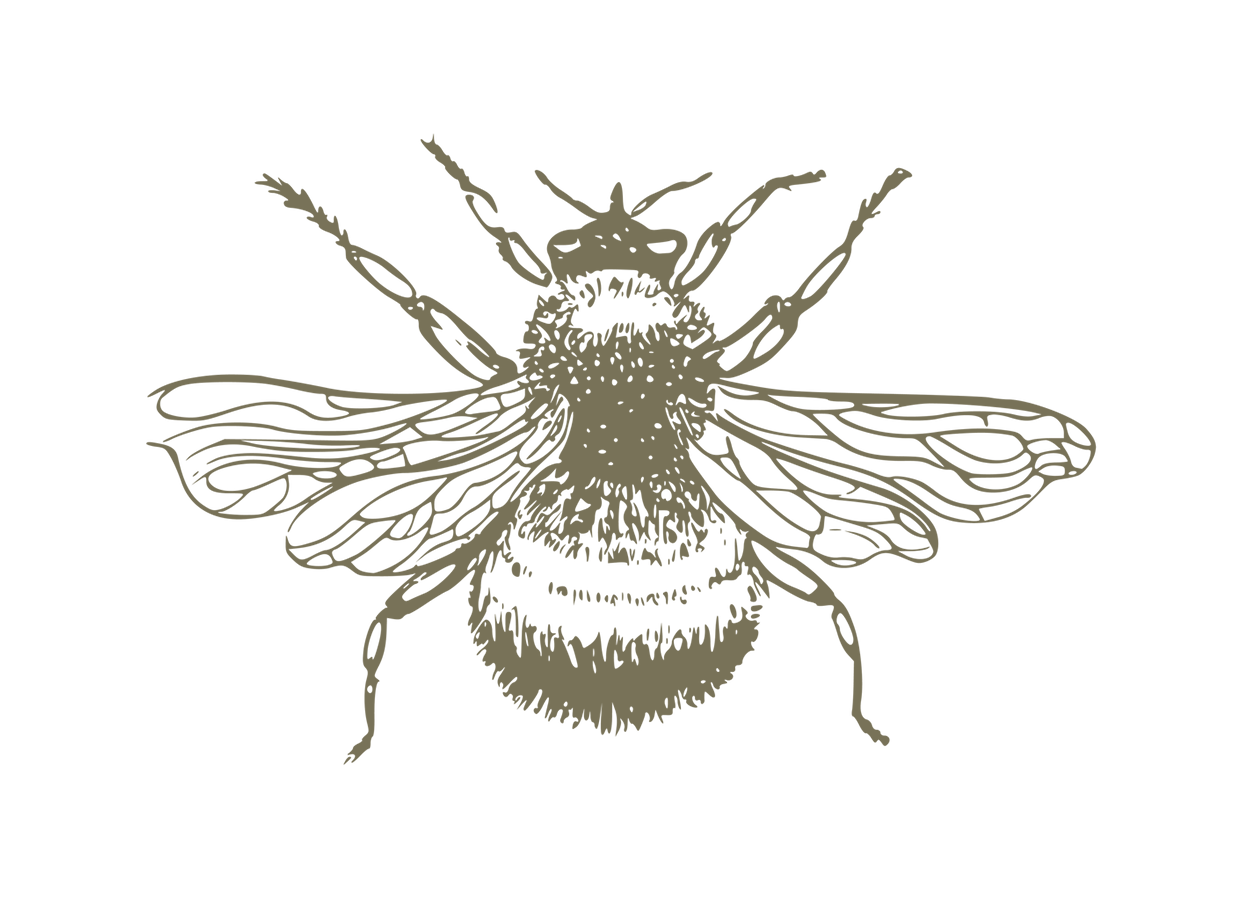 Drawing of a honey bee