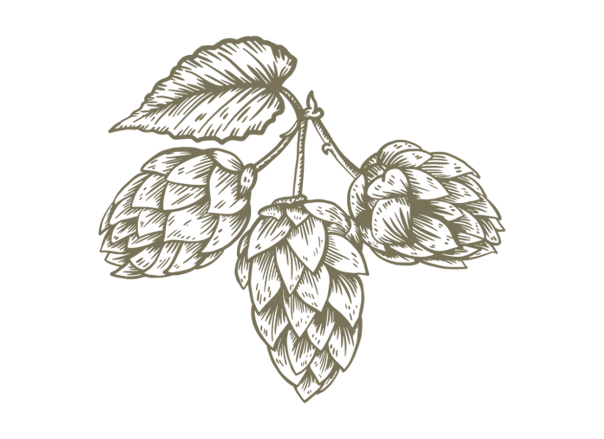 Drawing of hops