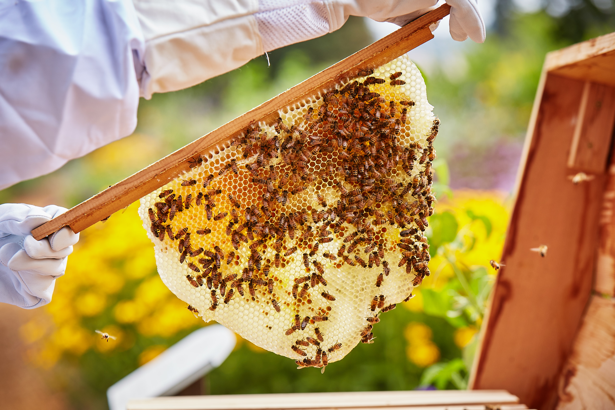Kendall-Jackson Honeybee hive 