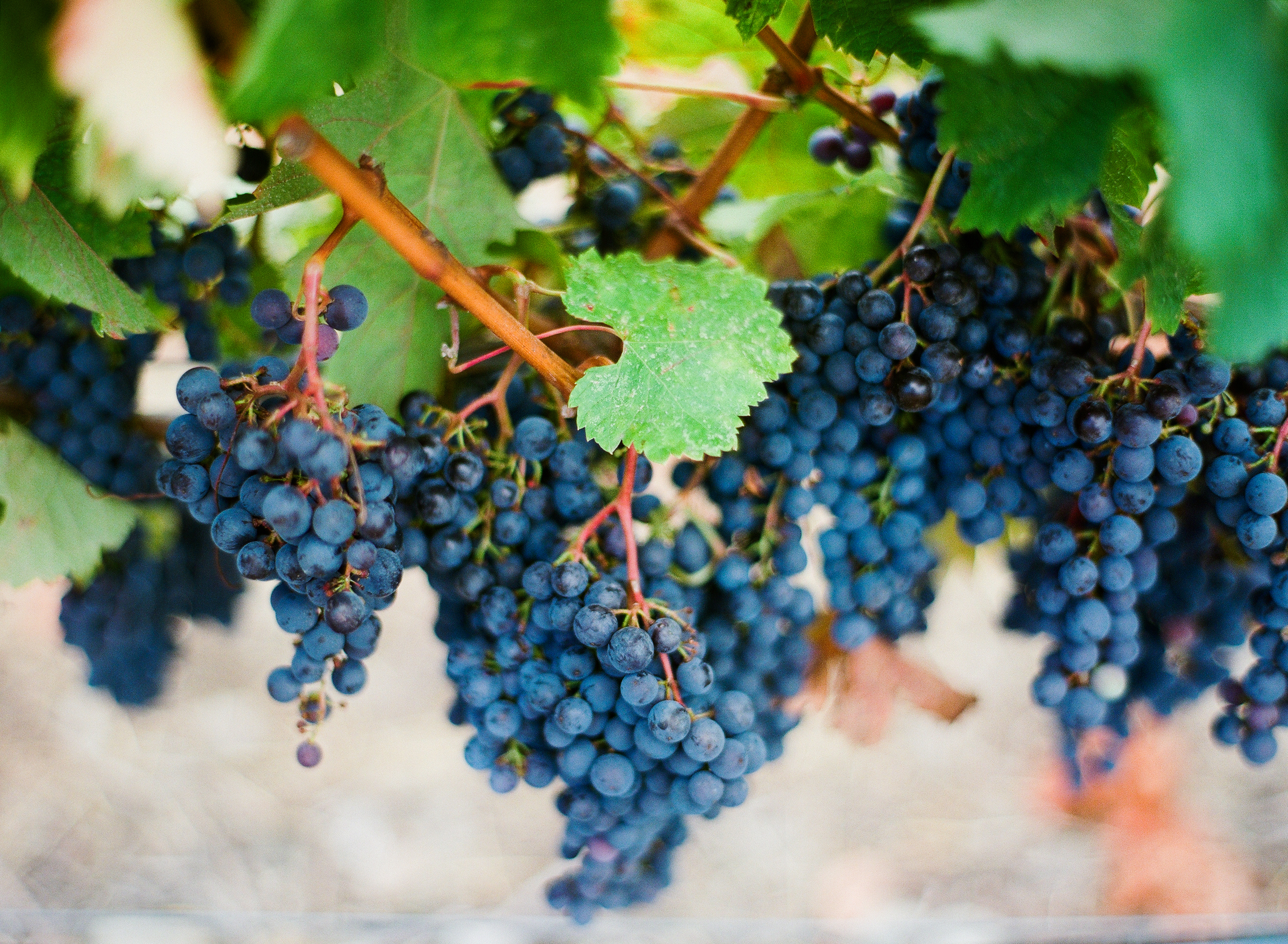 Ripe Cabernet Sauvignon grapes handing from the vine